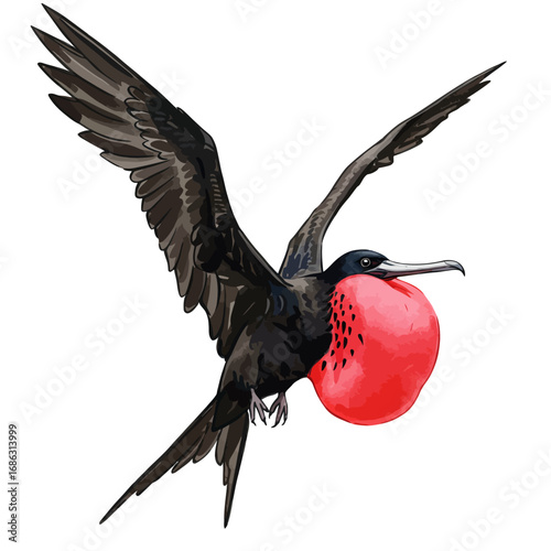 Detailed vector illustration of a magnificent frigatebird in mid-flight, showcasing its iconic vibrant red gular sac for mating