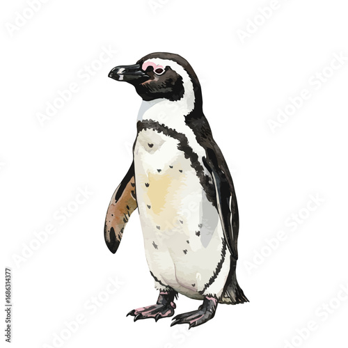 Detailed watercolor vector illustration of a single African penguin. Realistic hand-drawn Spheniscus demersus bird isolated on a white background
