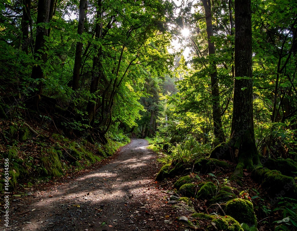 Fototapeta premium Sunlight filters through a dense forest path