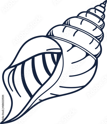 conch shell
