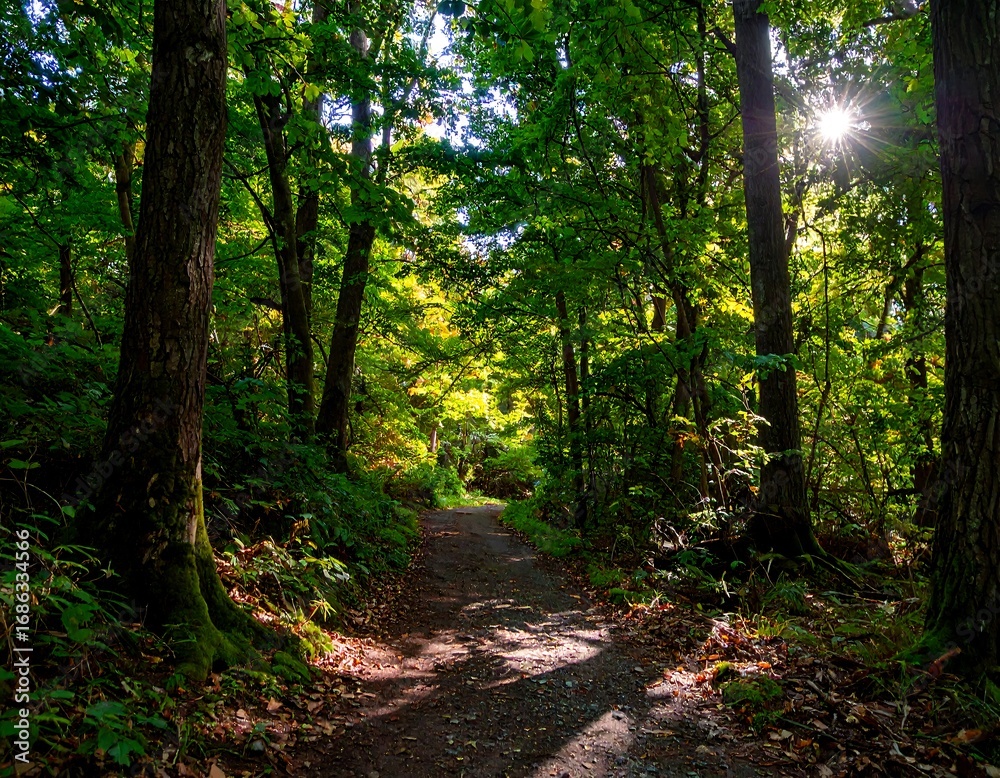 Fototapeta premium Sunlight streams through a forest path