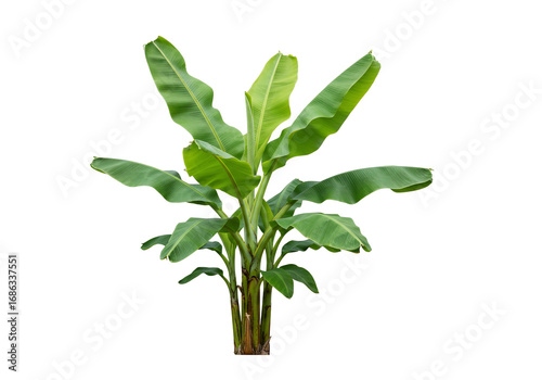 Wallpaper Mural Vibrant green banana plant with transparent background Torontodigital.ca