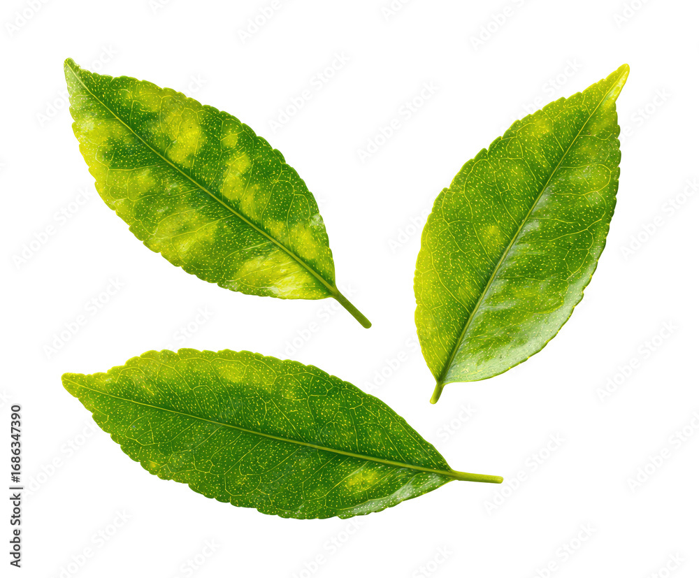 Fototapeta premium Close-up of three vibrant green leaves with yellow variegation