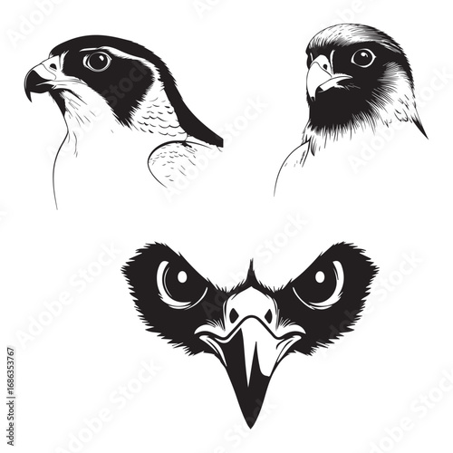 Peregrine falcon bird face silhouette vector illustration set collection white background