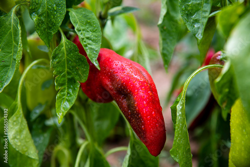 red pepper in the garden