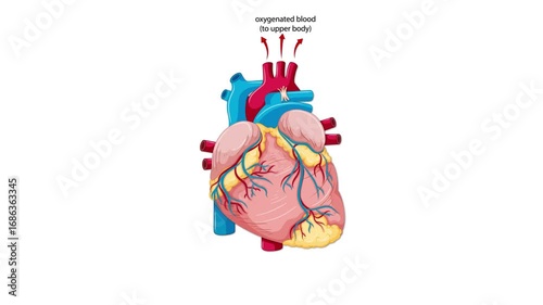 Animated Blood Flow Pathway in Human Heart Diagram