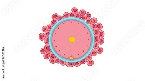 Sperm Approaching Human Egg Cell During Fertilization Animation