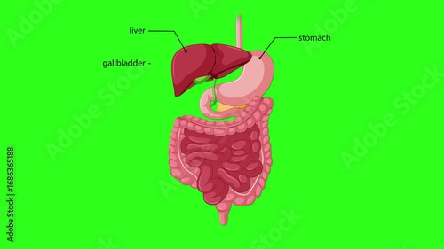 Labeled Animation of Human Digestive System on Green Background