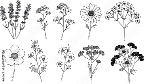 ector illustration of hand-drawn flowers including lavender, daisies, and wildflowers, perfect for botanical, nature, and floral-themed design projects.