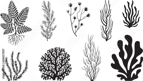 Botanical Seaweed Silhouette Collection Diverse Aquatic Flora Vector Illustration