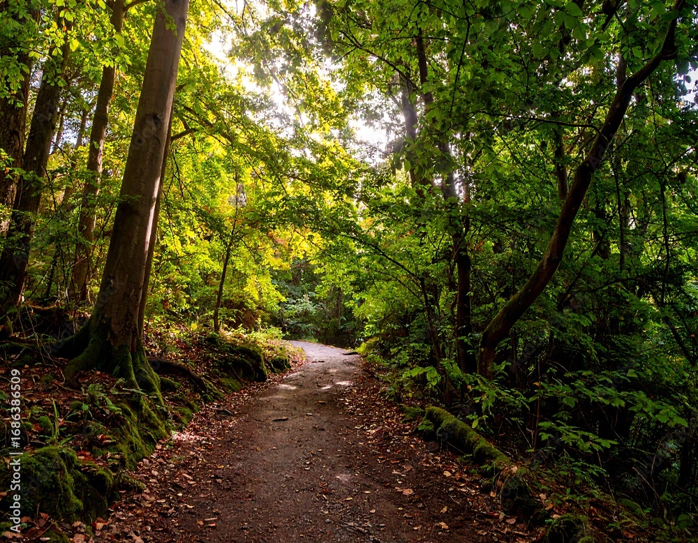Fototapeta premium Sunlit path through autumnal forest