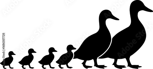 Family of Ducks Walking Together - Animal Silhouette Vector With White Background 