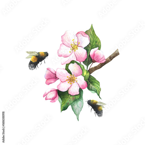 a flowering tree branch with pink flowers and bumblebees, watercolor illustration for textiles, dishes, design, packaging, and postcards
