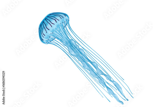 Translucent jellyfish with flowing tentacles on transparent background