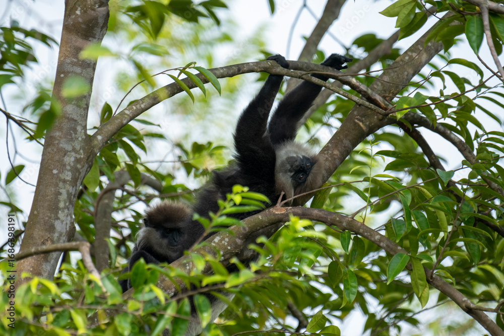 Fototapeta premium An endangered arboreal monkey endemic to Sri Lanka. It has a dark face with a light-colored beard and a crown of brown fur on its head.