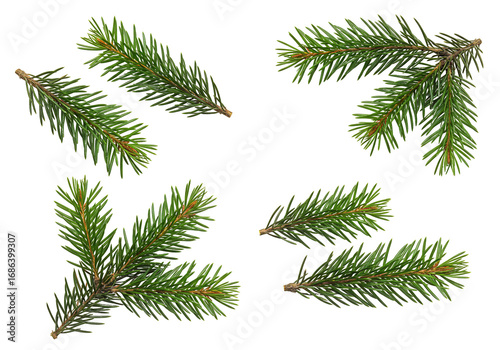 Green spruce branches on transparent background nature photography winter christmas decoration