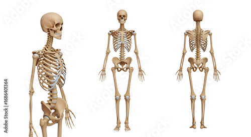 Anatomical human skeleton from three different views isolated on white background