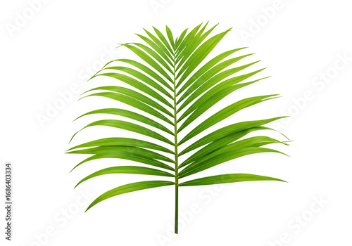 Single palm leaf on transparent background lush green tropical foliage