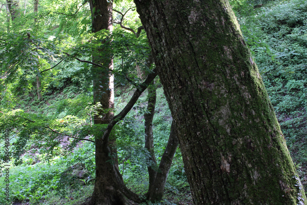 Fototapeta premium Close up of tree with green moss on the tree trunk in natural forest background. Lush green forest in summer.
