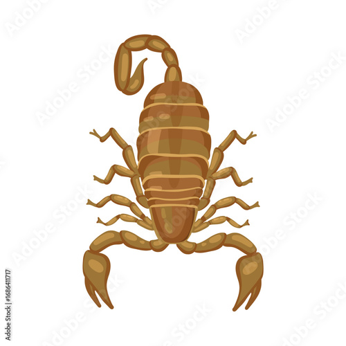 Scorpion top view. Realistic scorpion detachment of arthropods from the class of arachnids