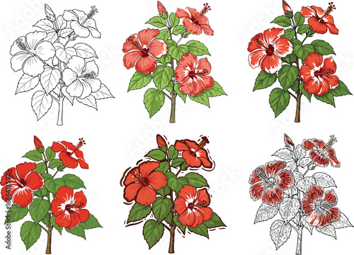 Six stages of hibiscus botanical illustration showing line art, partial color, full detail, stylized, and mixed‑media floral vector artwork"