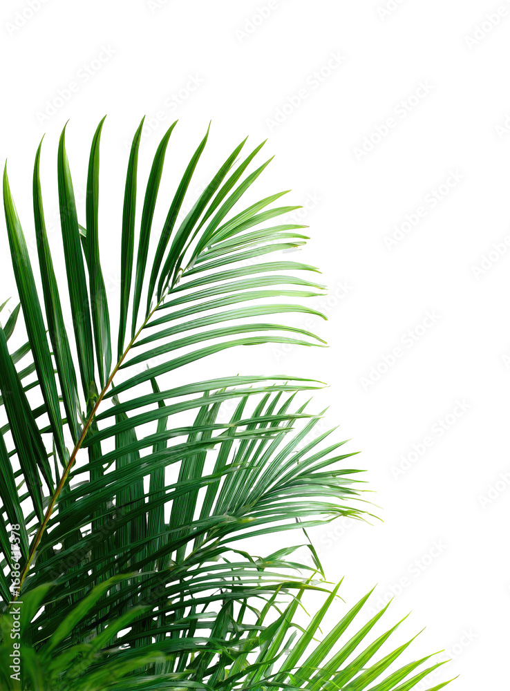 Fototapeta premium Close-up of lush tropical palm fronds