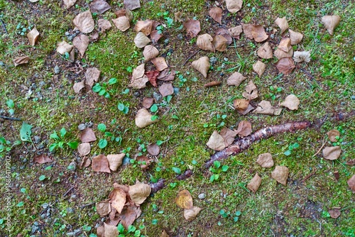 苔の上の落ち葉