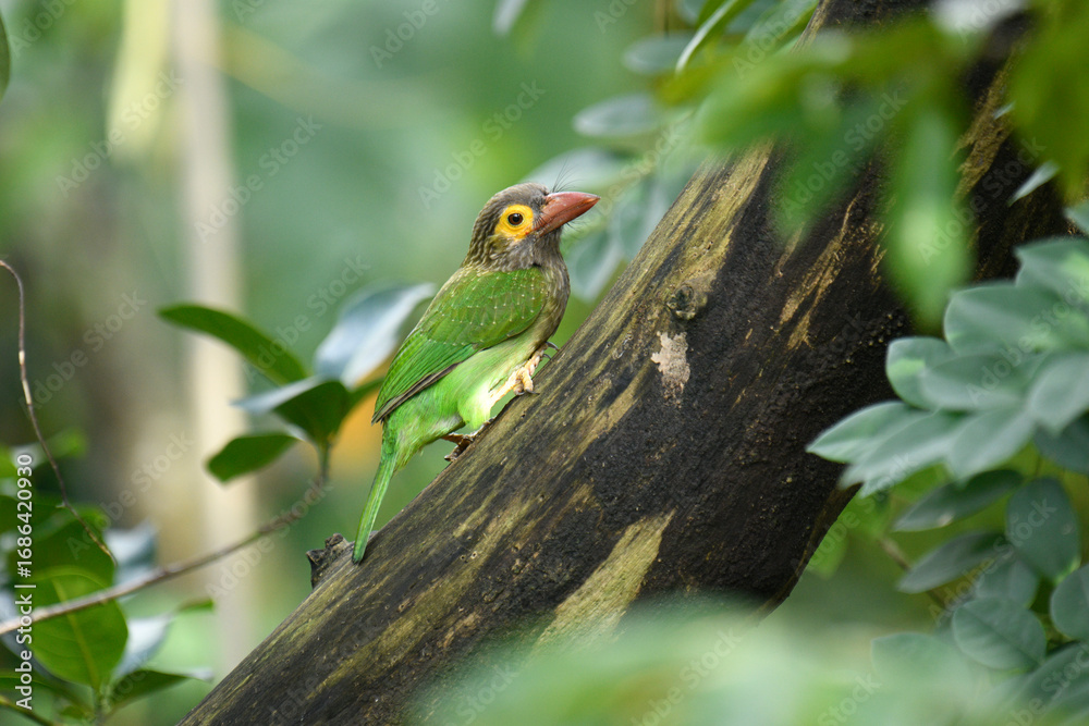 Obraz premium The image shows a Brown-headed Barbet, a colorful bird with a brown head, vibrant yellow eyes, and a reddish beak, perched on a branch amidst lush green foliage.