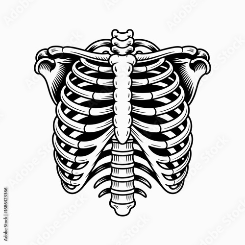 x ray of a human skeleton