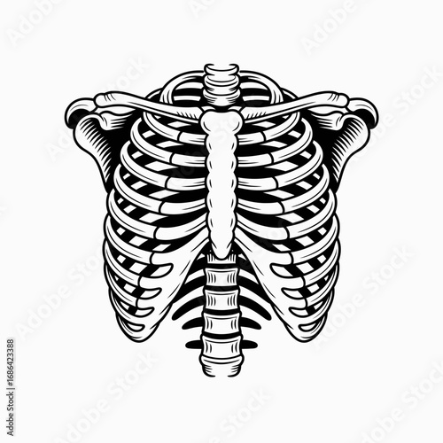 x ray of human skeleton