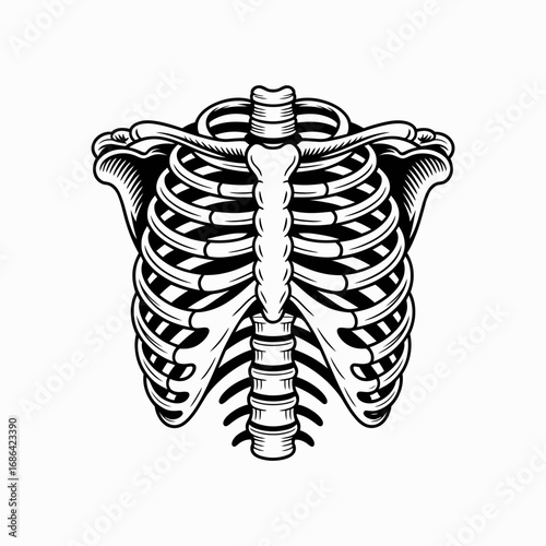 x ray of human skeleton