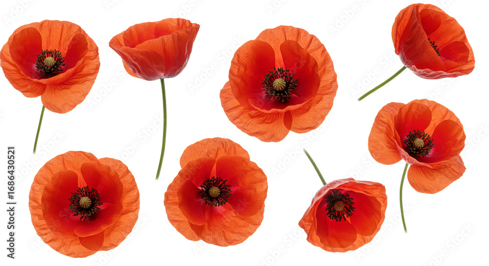 Red poppies on transparent background floral design element