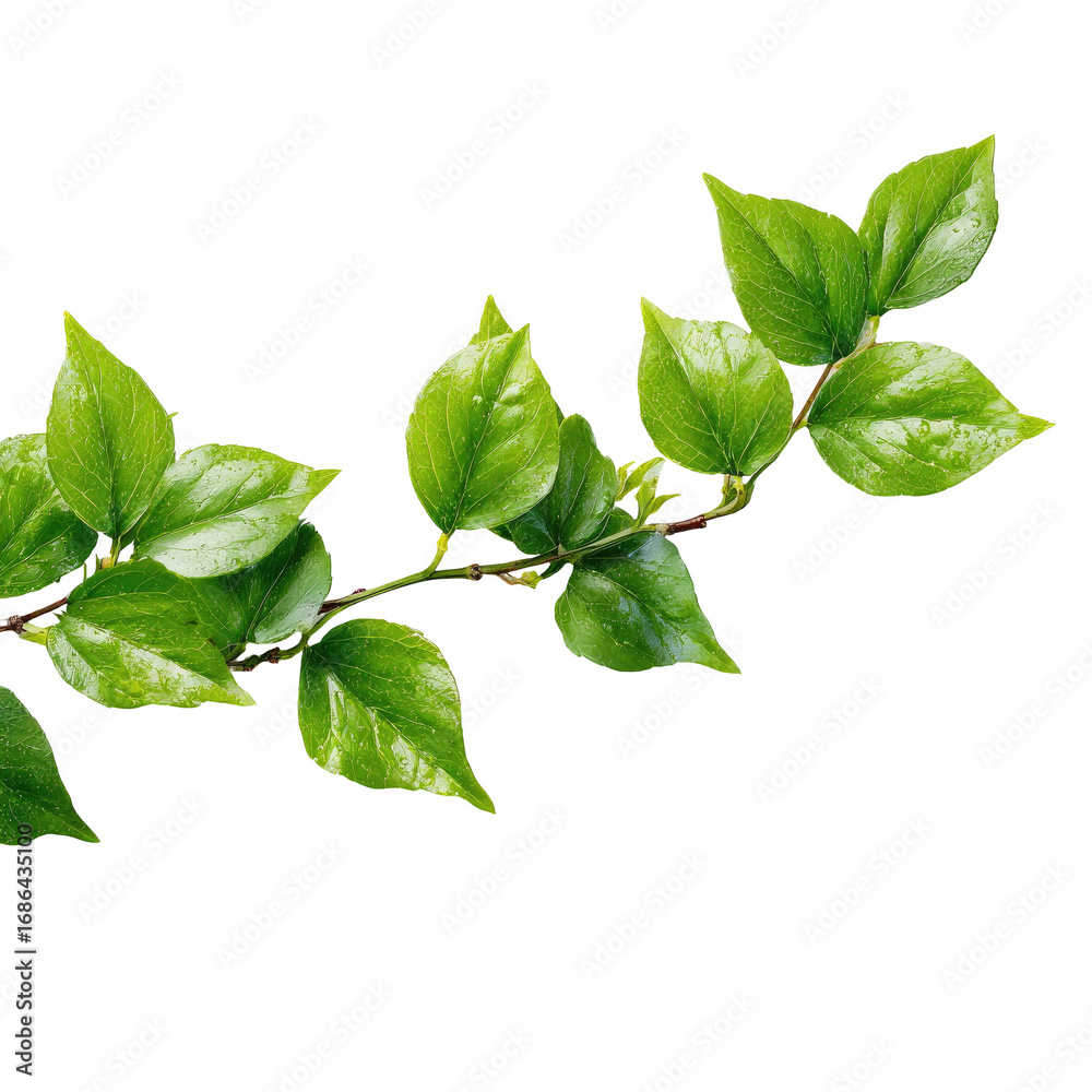 Obraz premium Close-up of a vibrant green branch with several leaves