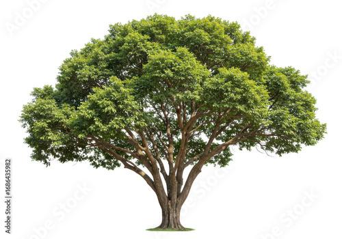 A large, mature tree with a wide canopy isolated on transparent background