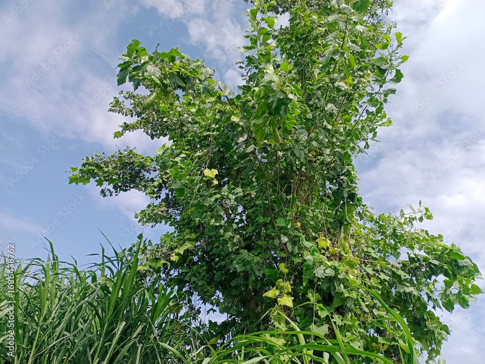 Fototapeta premium green grass and blue sky, vibrant green tree, vibrant green leaf's, Love nature, white clouds on sky