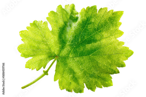 Close-up of a vibrant green grape leaf.  Detailed venation and serrated edges are visible.  Light highlights accentuate leaf structure