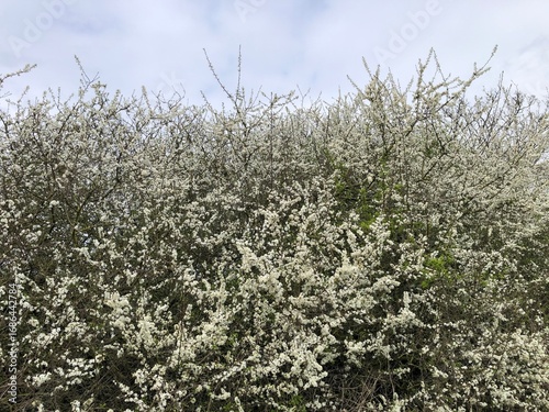 Blackthorn Hedge in flower in April, North Yorkshire, England, United Kingdom