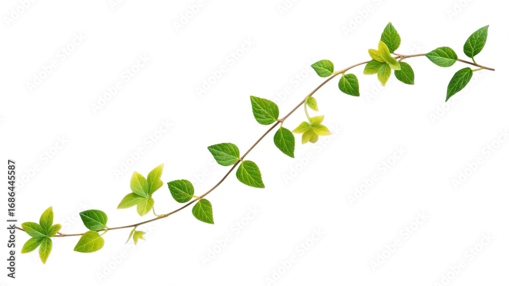 Obraz premium Green vine isolated on transparent background