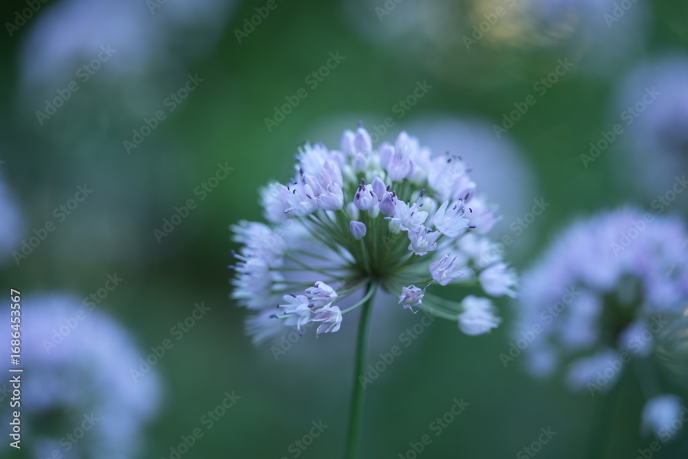 Fototapeta premium wild onion flowers, close up photo of meadow flowers, purple flowers close up, abstract background for mother's day, for card for inserting text 