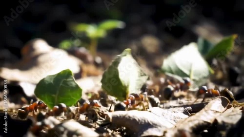 Wild brown ants scurry across a green leaf on the forest floor, a small part of the vibrant spring nature