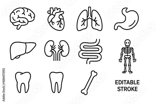 Human anatomy line icon set with editable stroke. Vector symbols for medical and biology concepts. Includes brain, heart, lungs, liver, stomach, kidneys, intestine, skeleton, tooth.