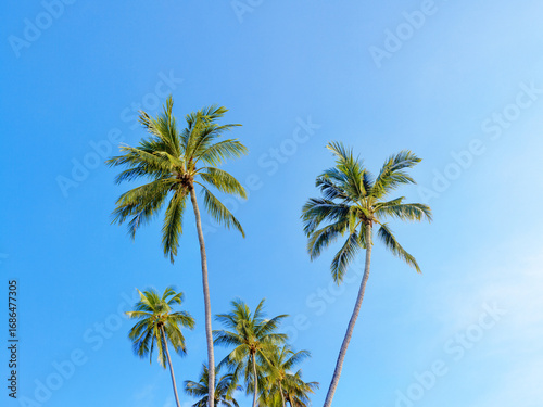 Green coconut palm trees long trunks on blue sky background, palm jungle, palm leaves, branches, exotic foliage, tropical island sea beach, summer holidays, vacation, travel, beautiful palm landscape