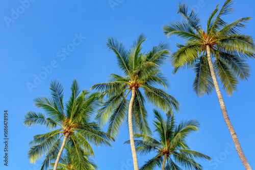 Wallpaper Mural Green coconut palm trees long trunks on blue sky background, palm jungle, palm leaves, branches, exotic foliage, tropical island sea beach, summer holidays, vacation, travel, beautiful palm landscape Torontodigital.ca