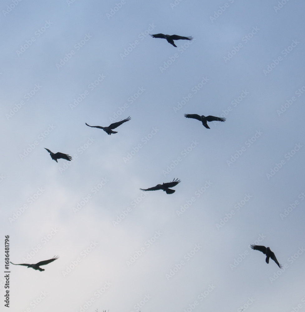 Fototapeta premium A flock of black birds flying in a line across a blue sky