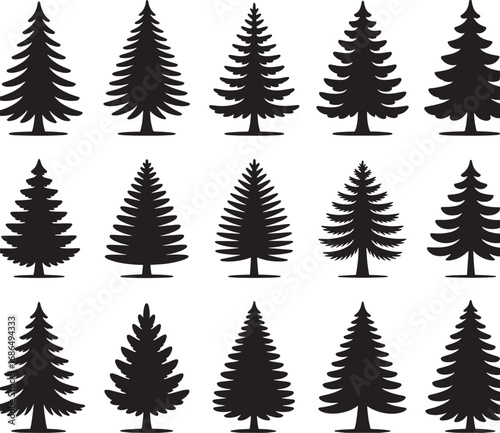 
Silhouettes of various evergreen trees in a forest