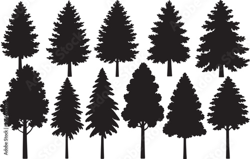 
Silhouettes of various evergreen trees in a forest