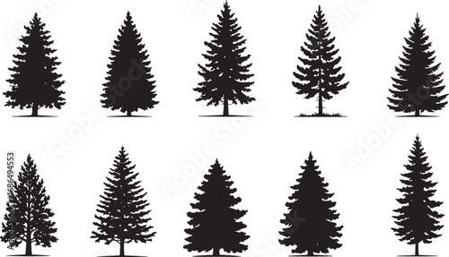 
Silhouettes of various evergreen trees in a forest