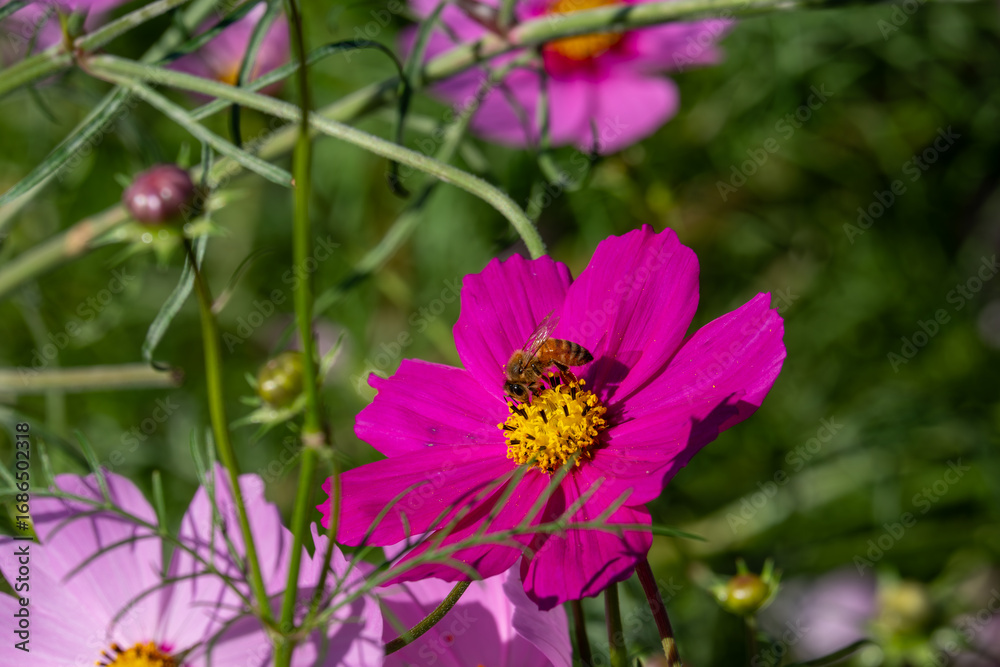 Obraz premium コスモスにとまる蜜蜂