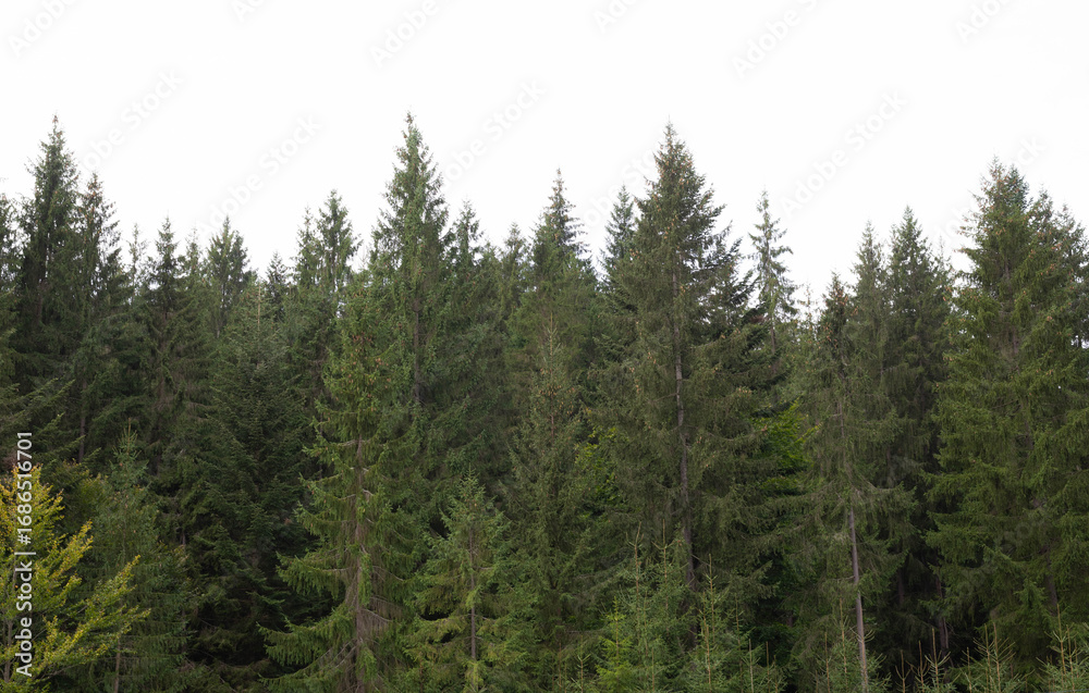 Fototapeta premium Healthy green trees in a forest of old spruce, fir and pine trees in the wilderness. 