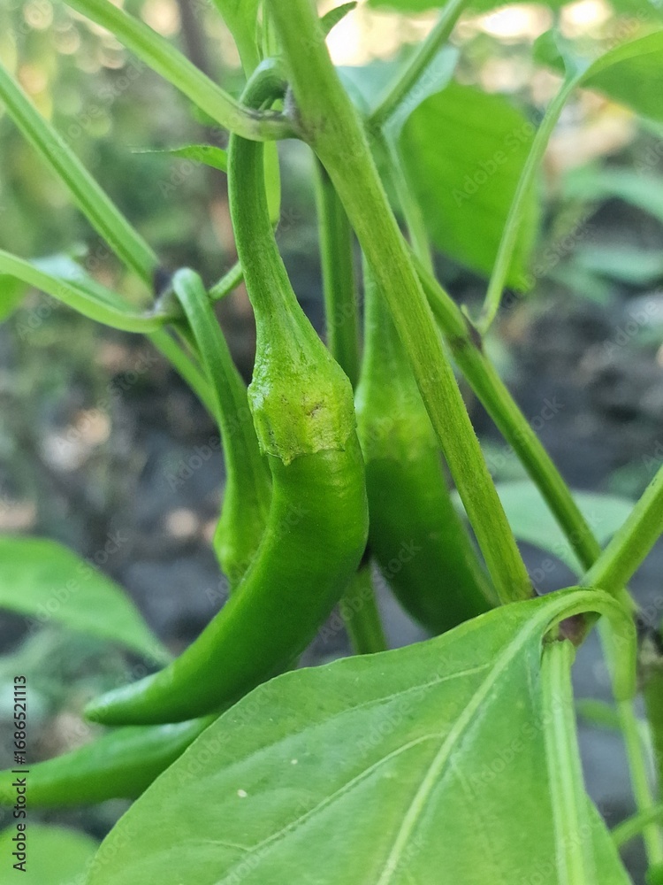 Fototapeta premium hot chili peppers grow in a vegetable garden on a farm
